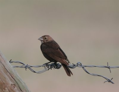Brown-headed Cowbird.