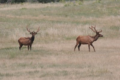 Elk.