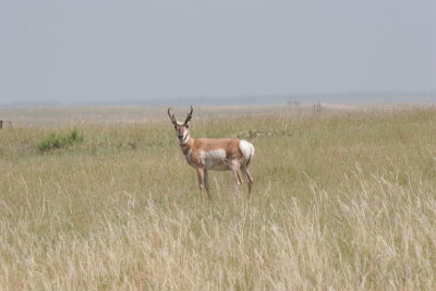 Pronghorn Antelope.