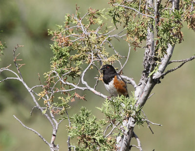 Spotted Towhee.