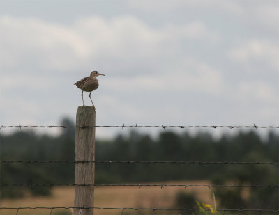 Upland Sandpiper.