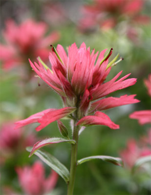 Devil's Paintbrush.