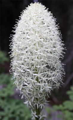 Bear Grass.