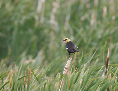 Yellow-headed Blackbird.