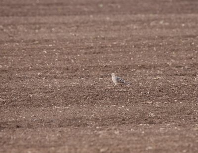 Buff-breasted Sandpiper