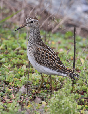 Pectoral Sandpiper