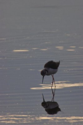 LAGUNA FUENTE DE PIEDRA (ANTEQUERA)