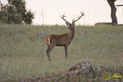 Berrea, Andujar, septiembre 2010