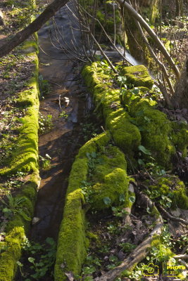 ARROYO DEL MOLINO Y BEJARANO, Febrero 2011