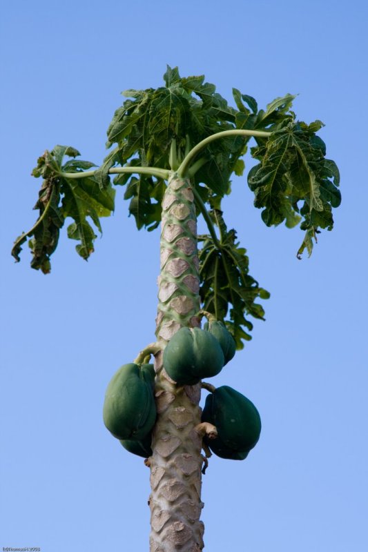 C0078 Papayas on our premises