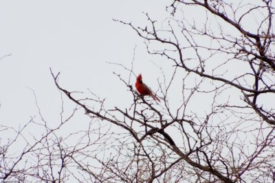 P0983 Northern Cardinal
