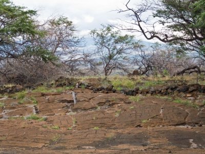 P1001 Field with Petroglyphs