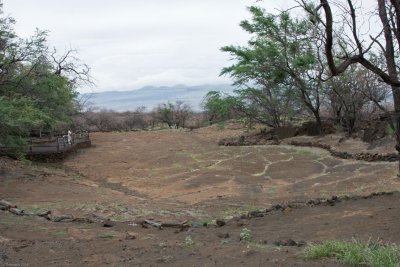 c1277 Hundreds of Petroglyphs