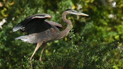 Heron in the Brush