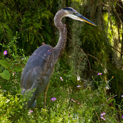 Heron with Flowers