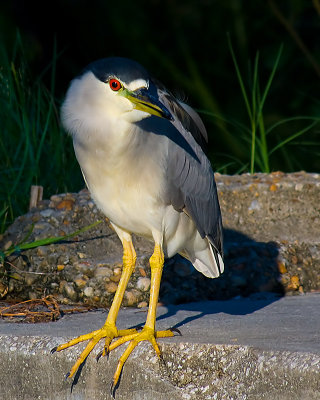 Night Heron