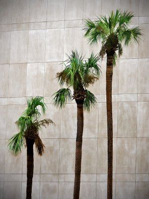 Three Palms at CSX