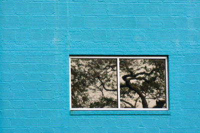 Window and Tree