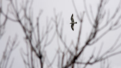 Gull and Branches