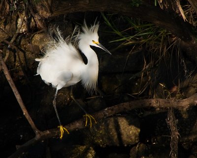 Hostile Egret