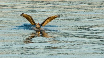 Pelican Arriving