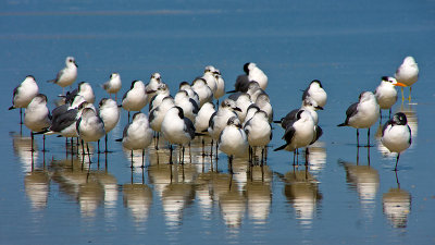 A Bunch of Gulls