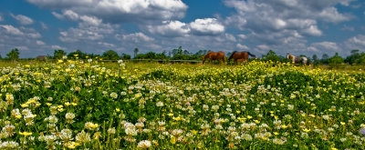 The Pasture in Bloom SS.jpg