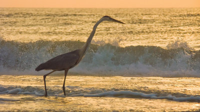 Heron in the Surf