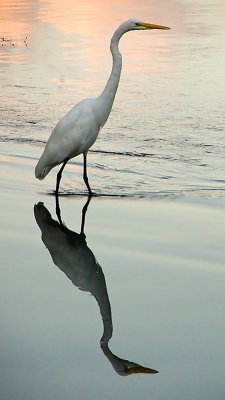 Egret Reflection