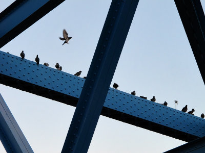 Pigeon Geometry