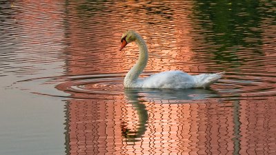 Swan in the Pink