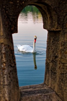 Swan through the Railing