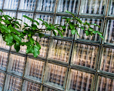 Glass with Foliage