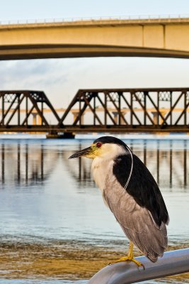 Night Heron with Bridges