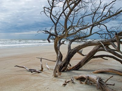 Weathered Tree and Seascape