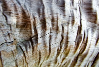 The Texture of Driftwood