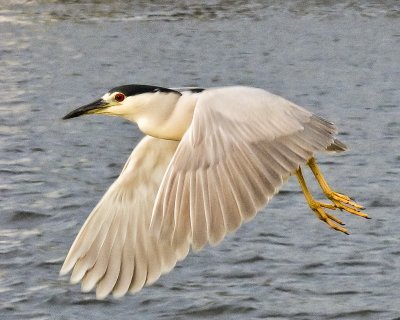 Night Heron in Flight