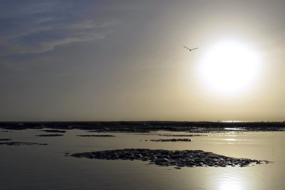 Sun with Lone Gull