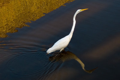 Egret with Reflections