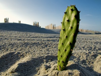 Cactus in the Dunes