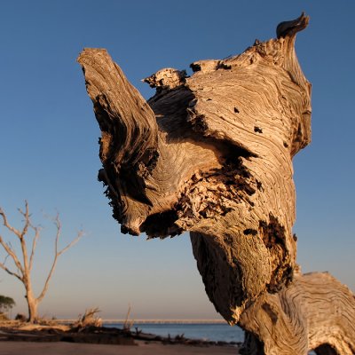 Driftwood Beastie