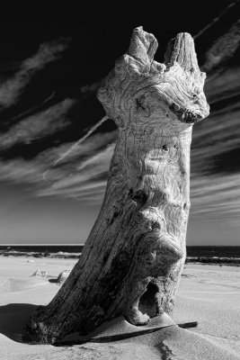 Boneyard Driftwood #3