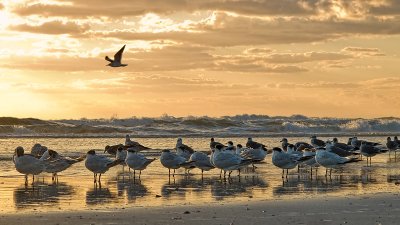 Gulls in the Surf