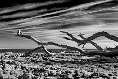 Boneyard Driftwood #7
