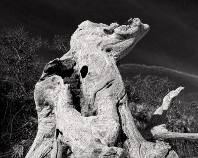 Boneyard Driftwood #6
