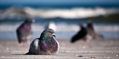 Pigeon on the Beach
