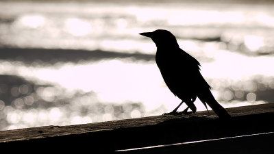Grackle on the Pier