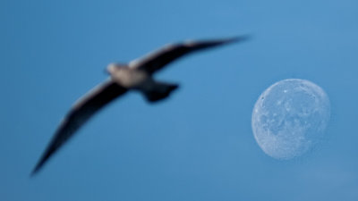 Gull and Moon