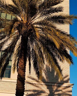 Library and Palm