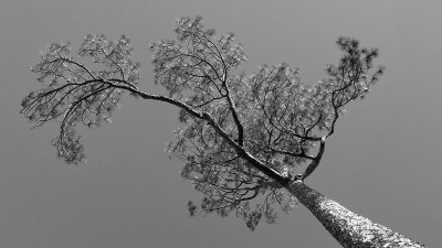 Riverside Park Pines #2
